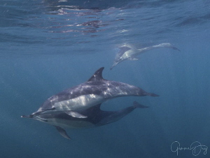 Common Dolphins playing with me after they finished with ... by Gemma Dry 